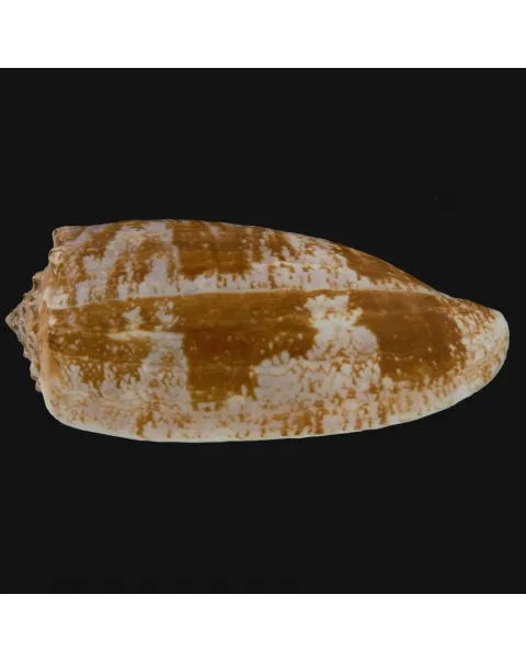 Conus Geographus