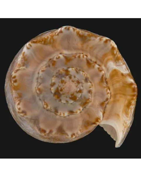 Conus Geographus