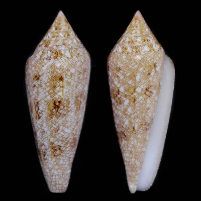 Conus Gloriamaris