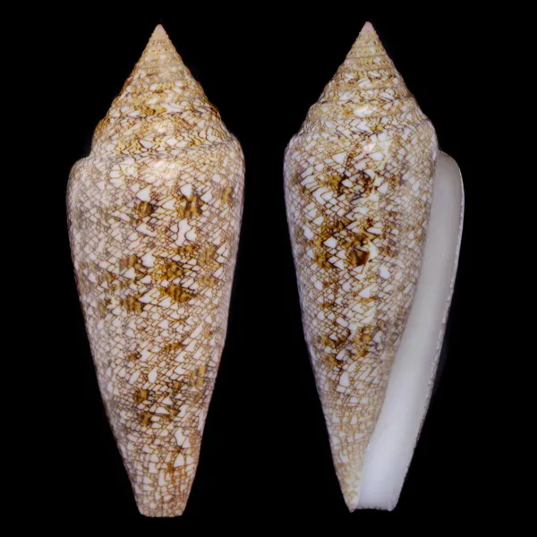 Conus Gloriamaris