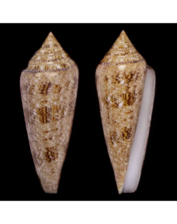 Conus Gloriamaris