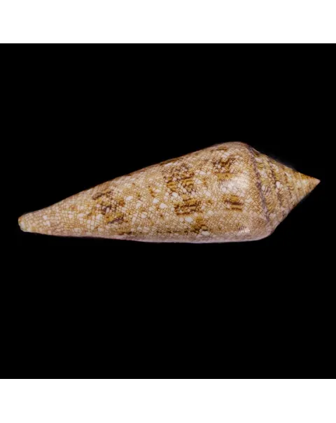 Conus Gloriamaris