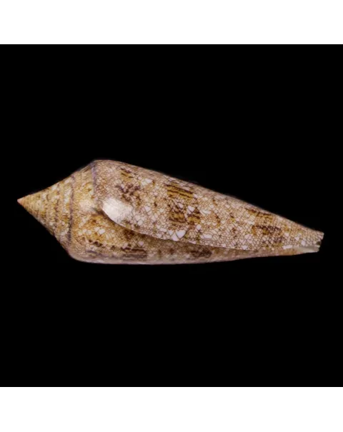 Conus Gloriamaris