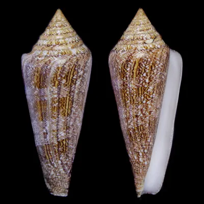 Conus Gloriamaris