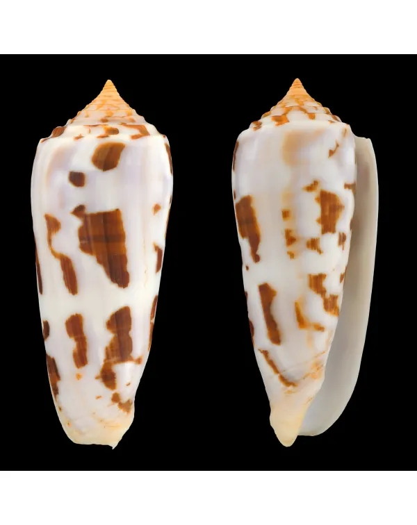 Conus Gubernator