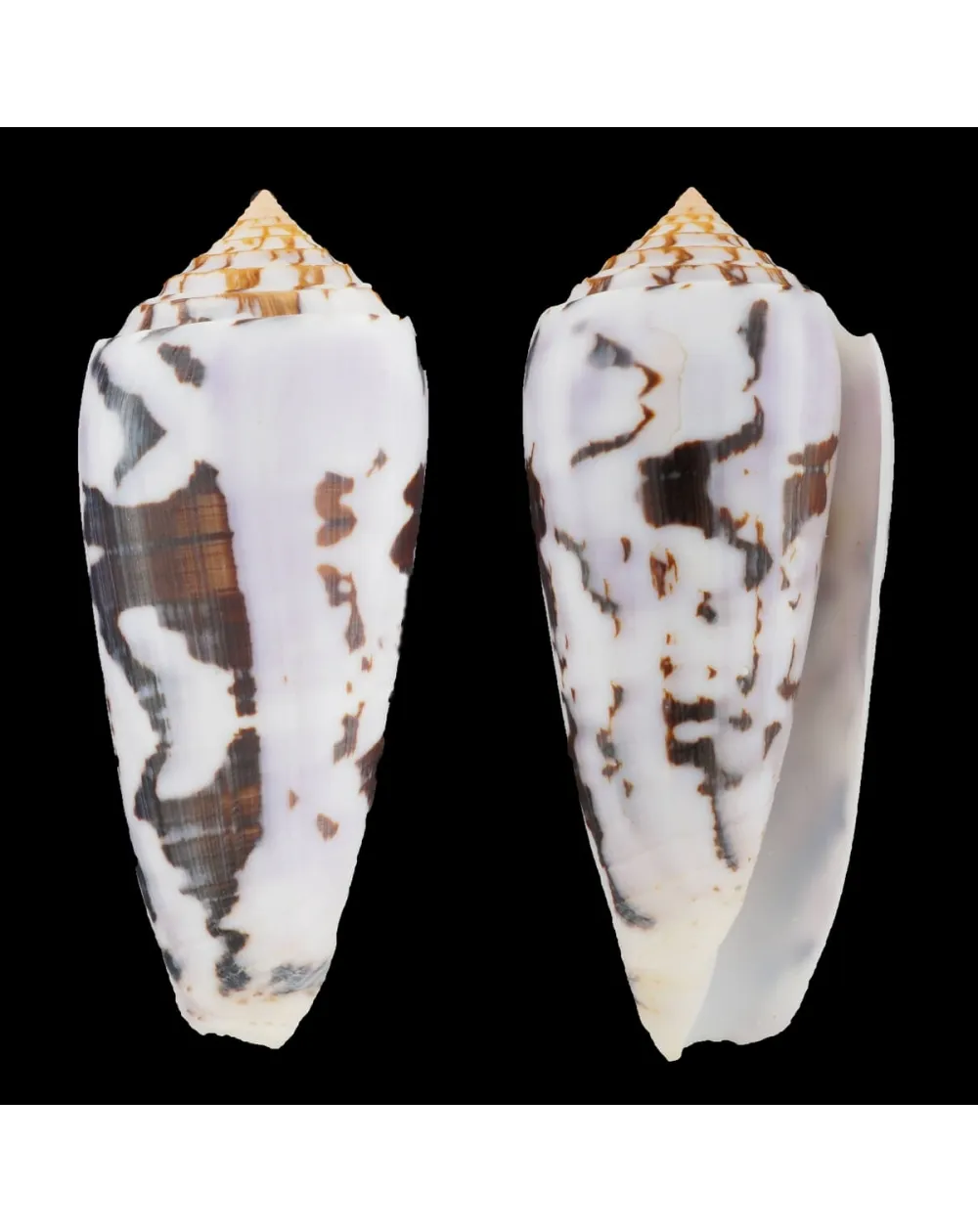 Conus Gubernator
