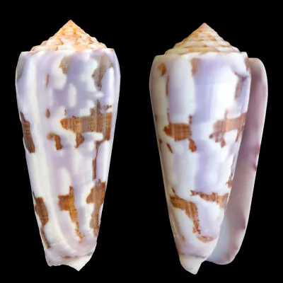 Conus Gubernator