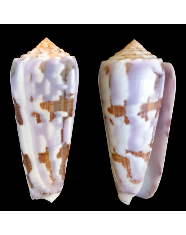 Conus Gubernator