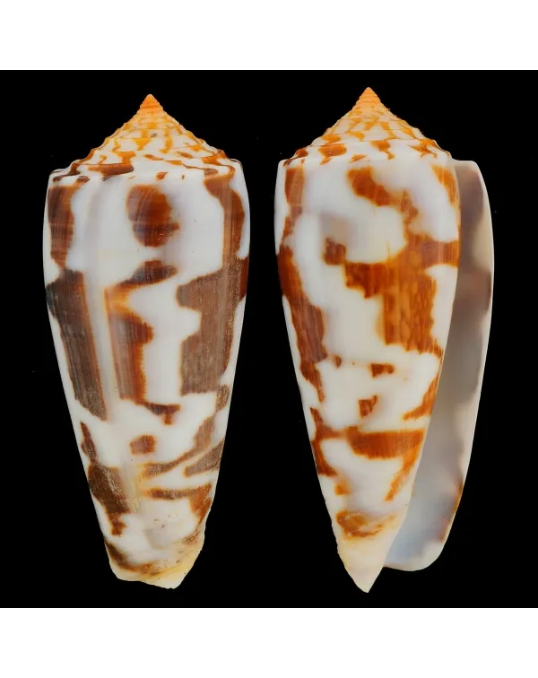 Conus Gubernator