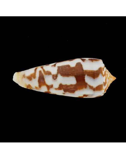 Conus Gubernator