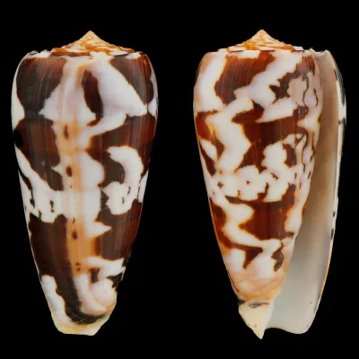 Conus Gubernator