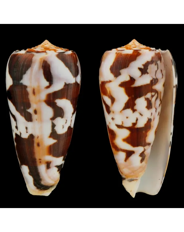 Conus Gubernator