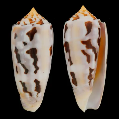 Conus Gubernator