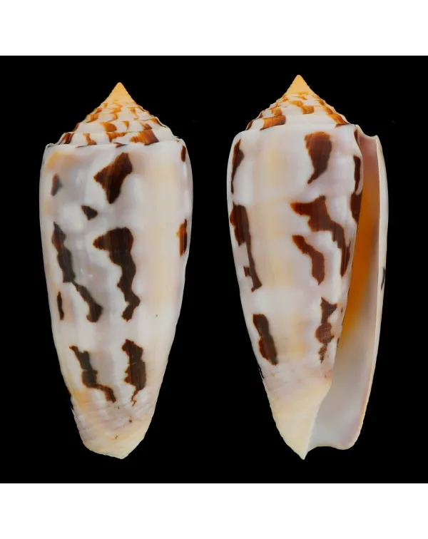 Conus Gubernator