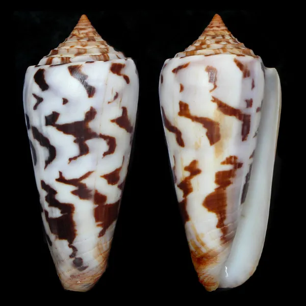 Conus Gubernator