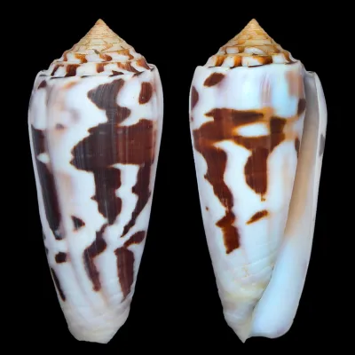 Conus Gubernator