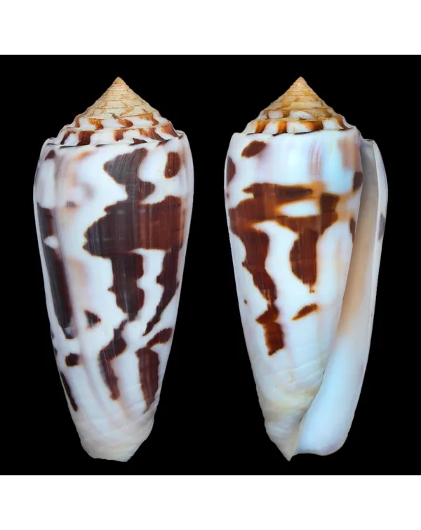 Conus Gubernator