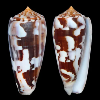 Conus Gubernator