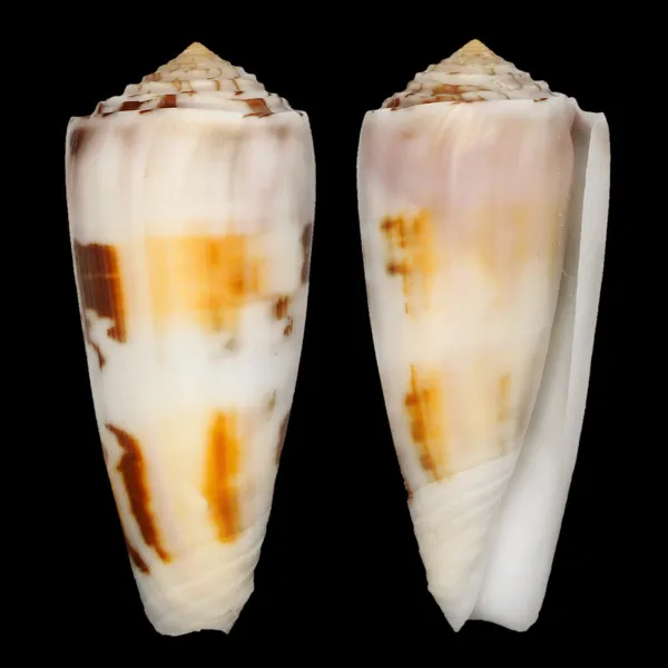 Conus Gubernator