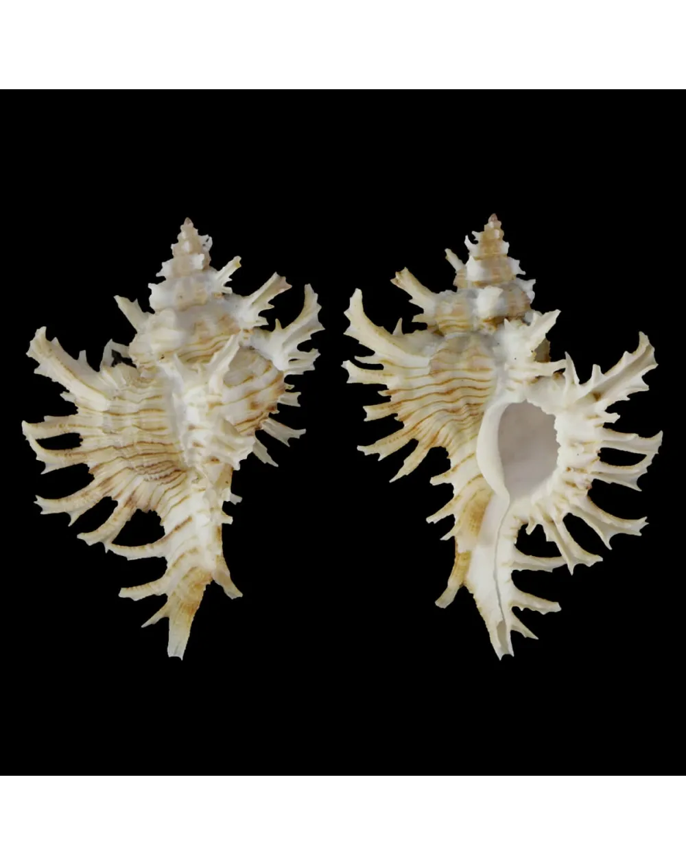Chicoreus Cnissodus