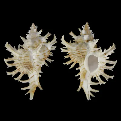 Chicoreus Cnissodus