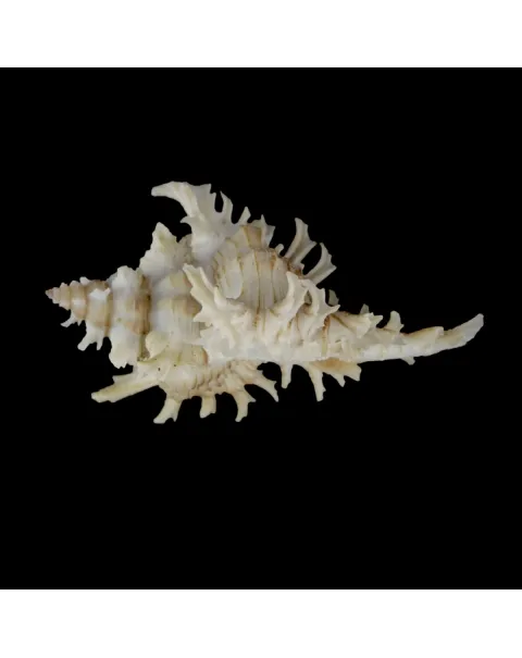 Chicoreus Cnissodus