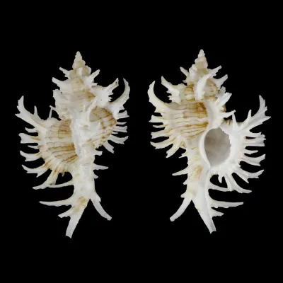 Chicoreus Cnissodus