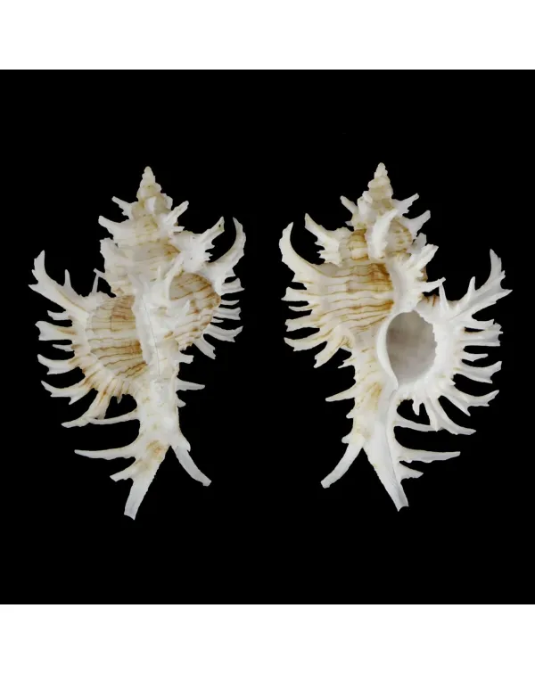 Chicoreus Cnissodus