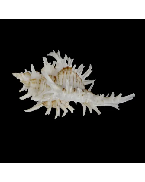 Chicoreus Cnissodus