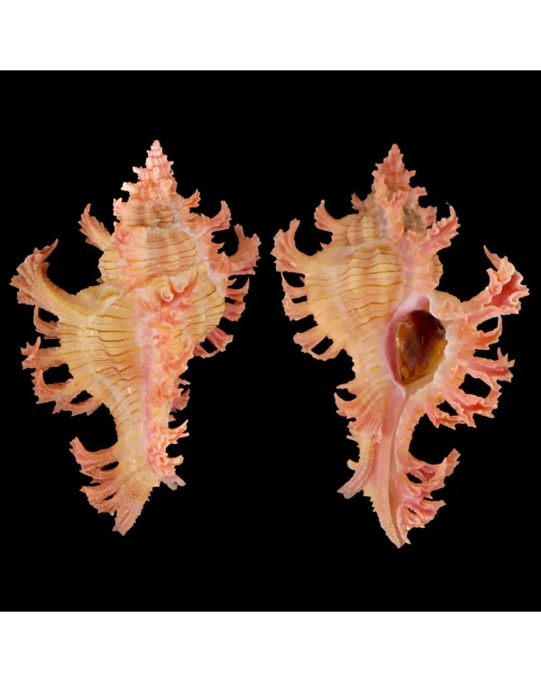 Chicoreus Nobilis