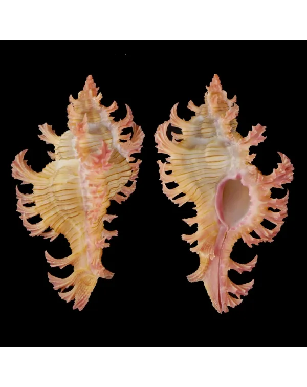 Chicoreus Nobilis