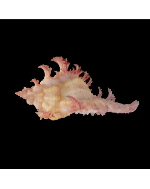 Chicoreus Nobilis