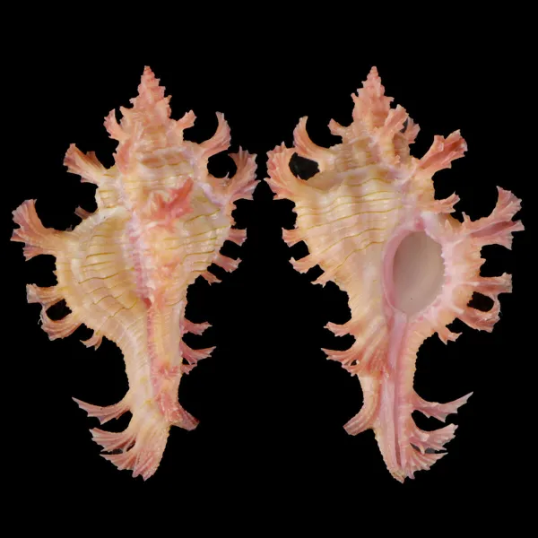 Chicoreus Nobilis