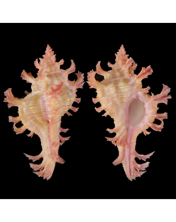 Chicoreus Nobilis