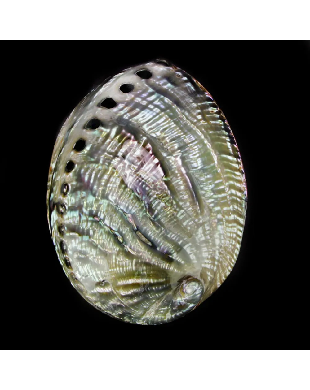 Haliotis Fulgens