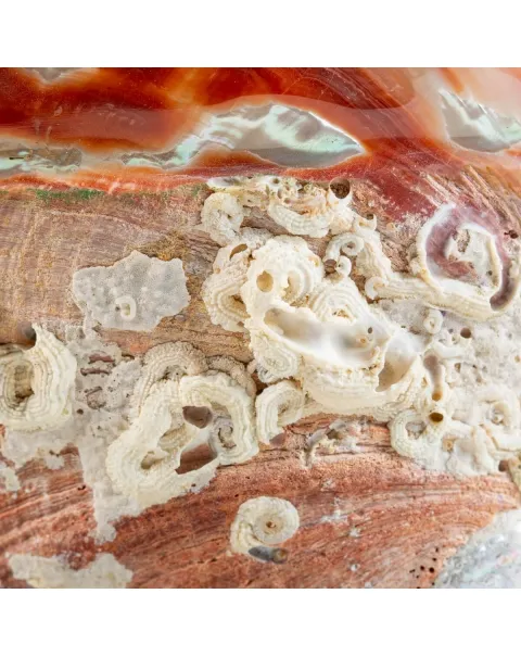 Haliotis Rufescens su piedistallo