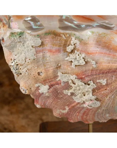 Haliotis Rufescens su piedistallo