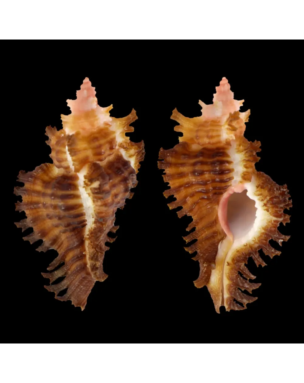Chicoreus Strigatus