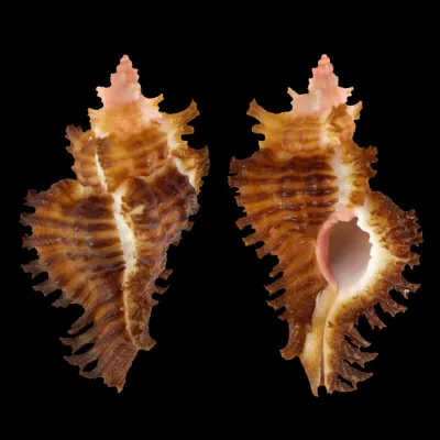 Chicoreus Strigatus