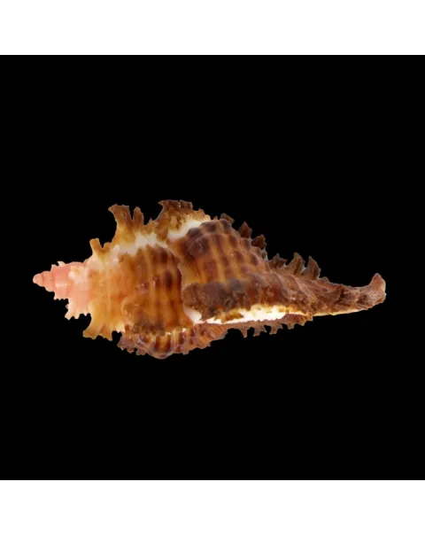 Chicoreus Strigatus