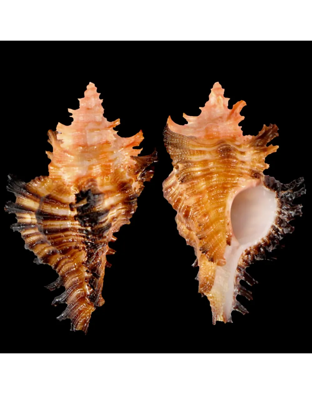 Chicoreus Strigatus