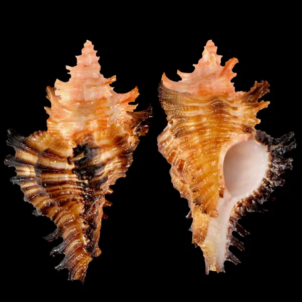 Chicoreus Strigatus