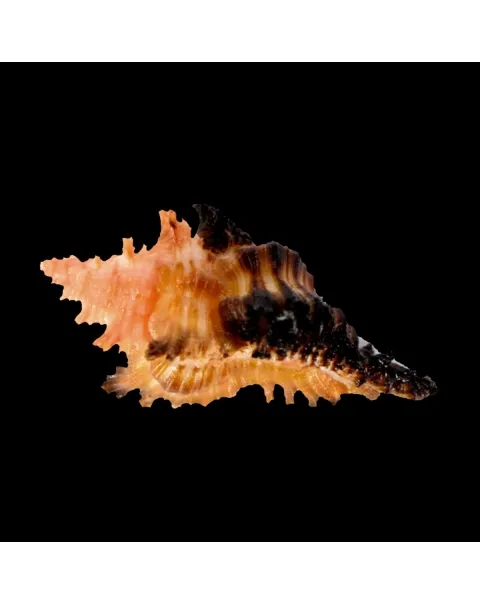 Chicoreus Strigatus