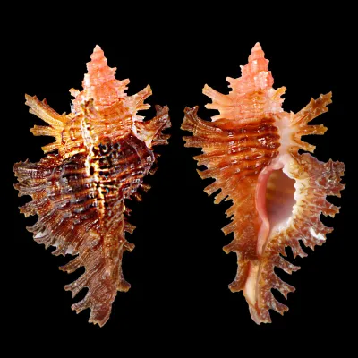 Chicoreus Strigatus