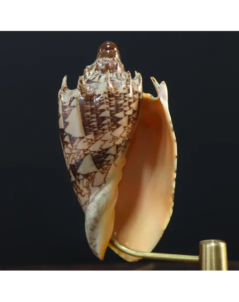 Cymbiola Imperialis su base