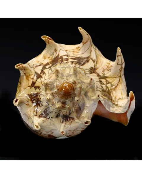 Cymbiola Imperialis XL