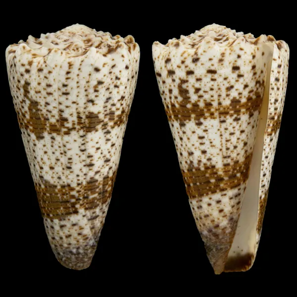 Conus Imperialis Fuscatus