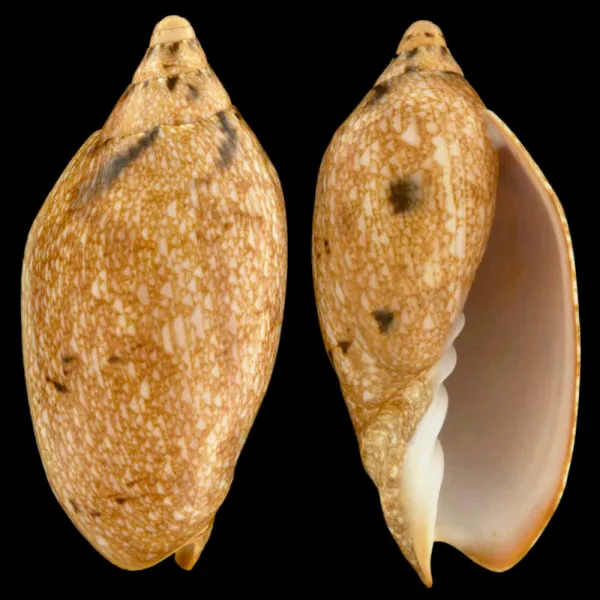 Cymbiola Innexa f. Marispuma
