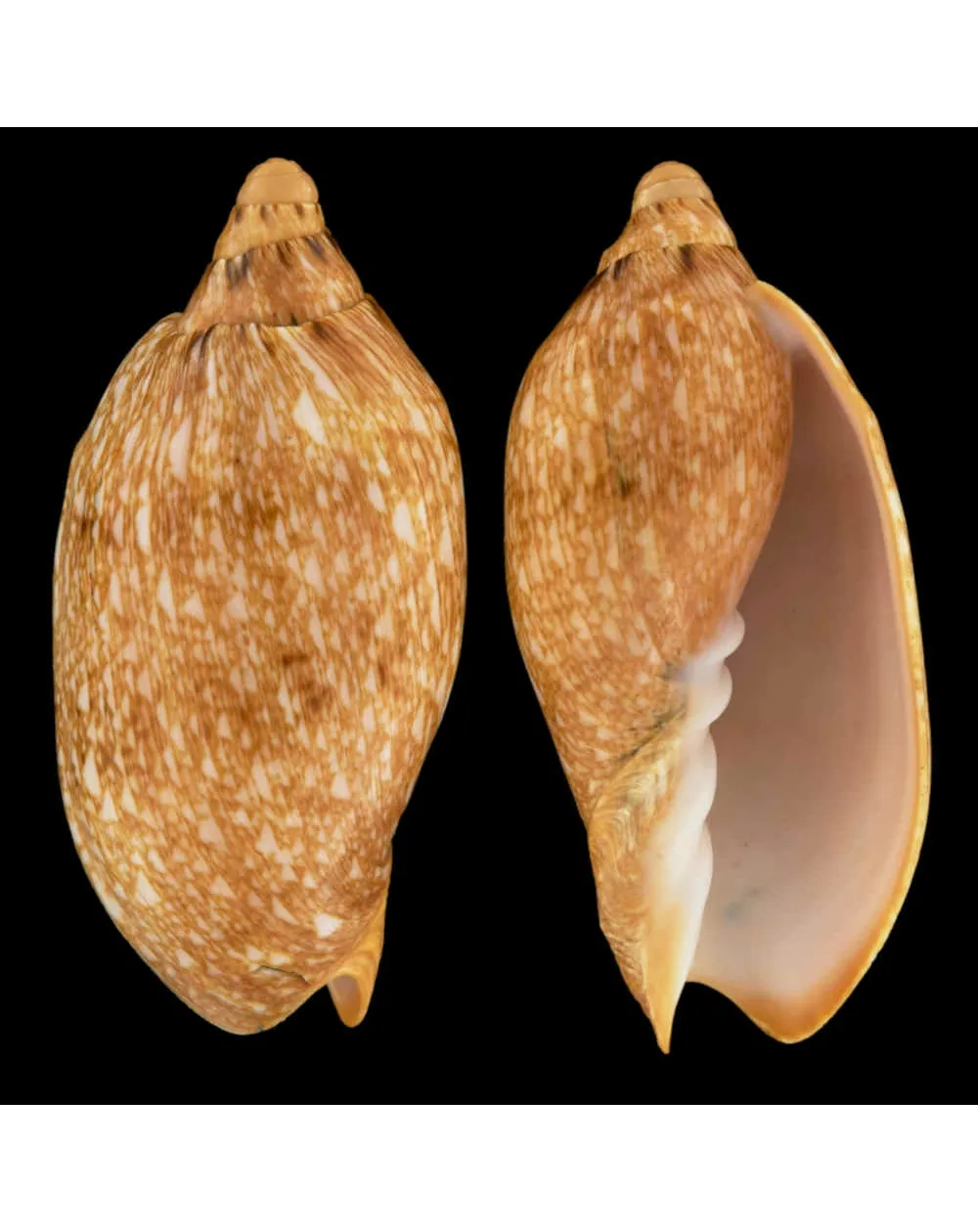 Cymbiola Innexa f. Marispuma