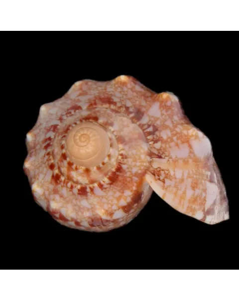 Cymbiola Innexa F. Marispuma